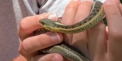 Boston snake